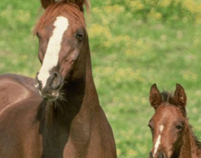 MF_Horses_1000x1000 MF_Horses_1000x1000